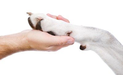 Lancement des inscriptions pour les ateliers bien-être animal