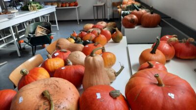 Du potager à l’assiette : le campus de Mons distribue sa récolte de potirons